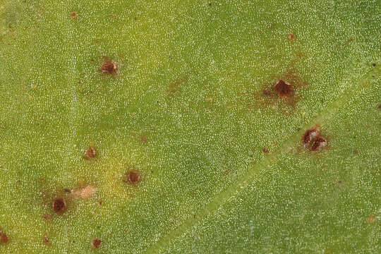 Image of Puccinia acetosae (Schumach.) Körn. 1876