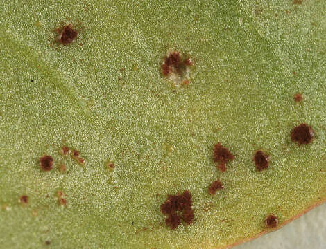 Image of Puccinia acetosae (Schumach.) Körn. 1876