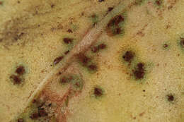 Image of Puccinia acetosae (Schumach.) Körn. 1876