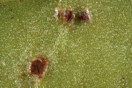 Image of Puccinia acetosae (Schumach.) Körn. 1876