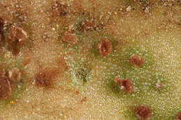 Image of Puccinia acetosae (Schumach.) Körn. 1876