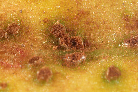 Image of Puccinia acetosae (Schumach.) Körn. 1876