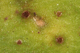 Image of Puccinia acetosae (Schumach.) Körn. 1876