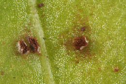 Image of Puccinia acetosae (Schumach.) Körn. 1876