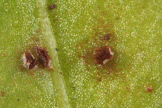 Imagem de Puccinia acetosae (Schumach.) Körn. 1876