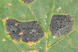 Image of European tar spot