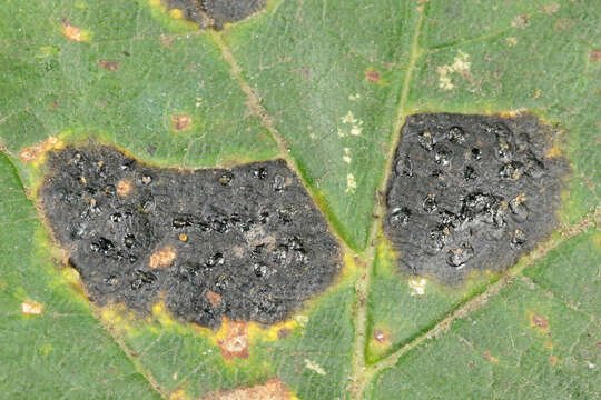 Image of European tar spot