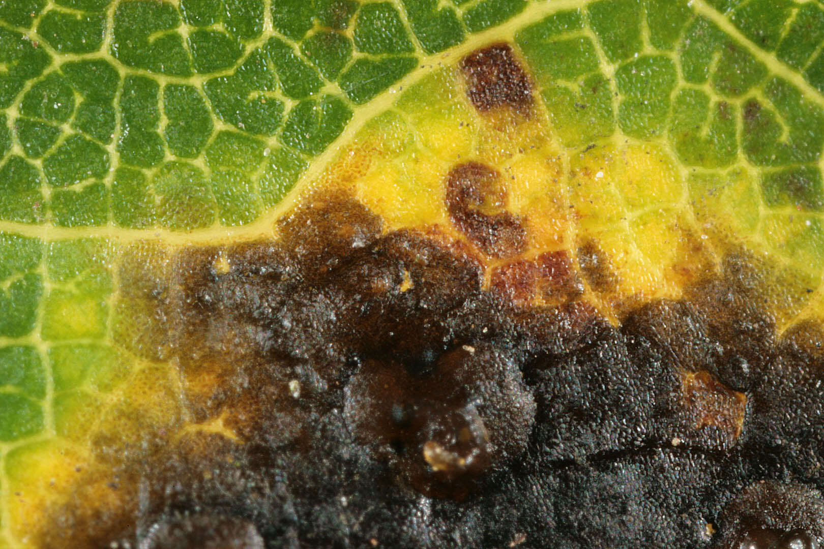 Image of European tar spot