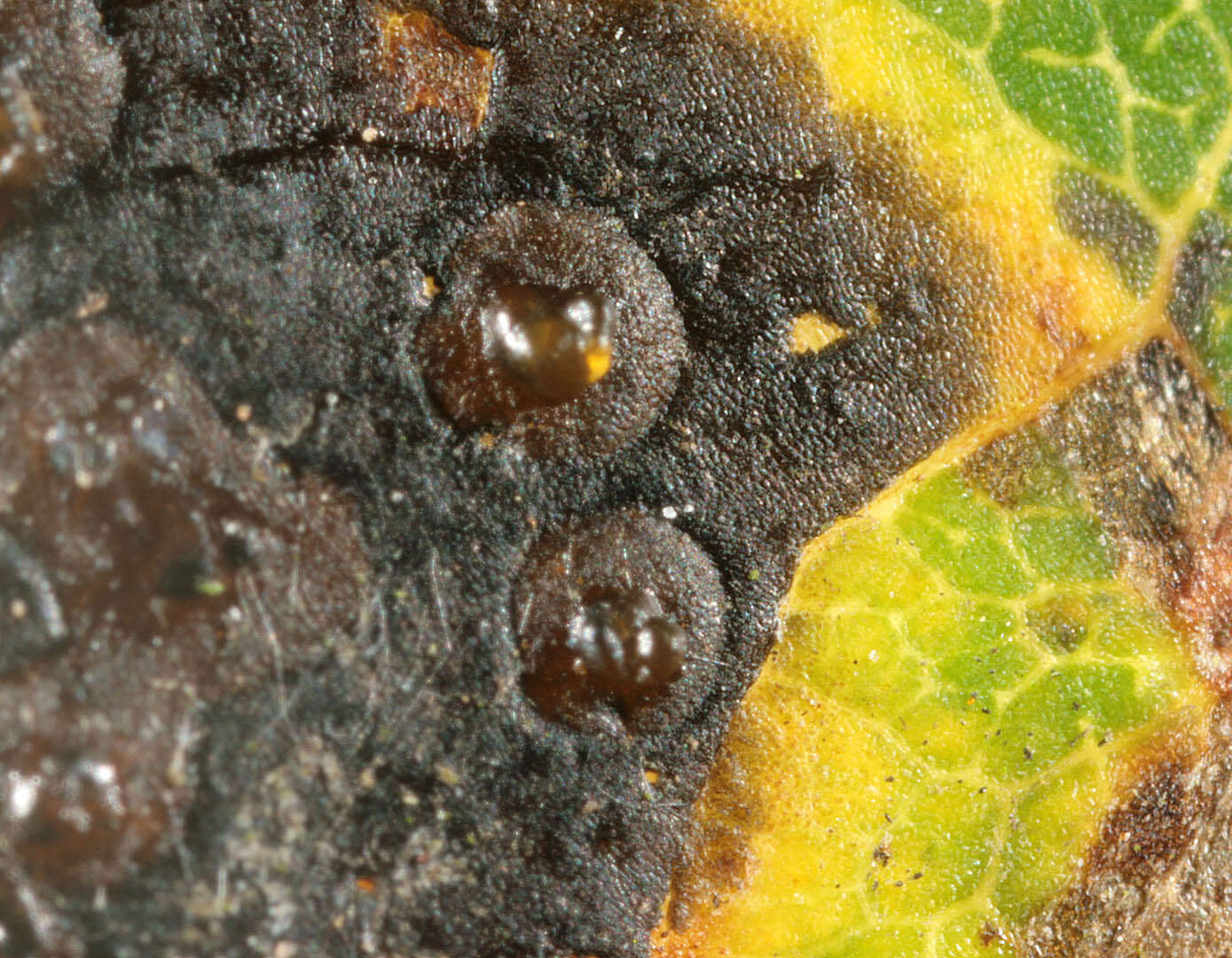 Image of European tar spot