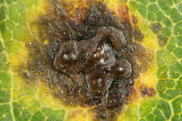 Image of European tar spot