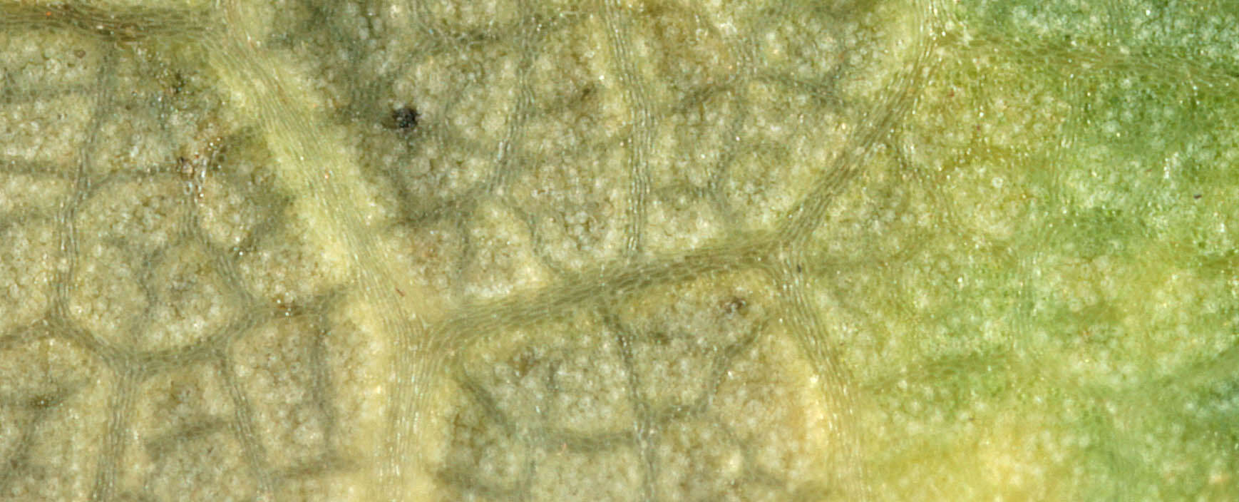 Image of European tar spot