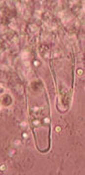 Image of Hydropus floccipes (Fr.) Singer 1962