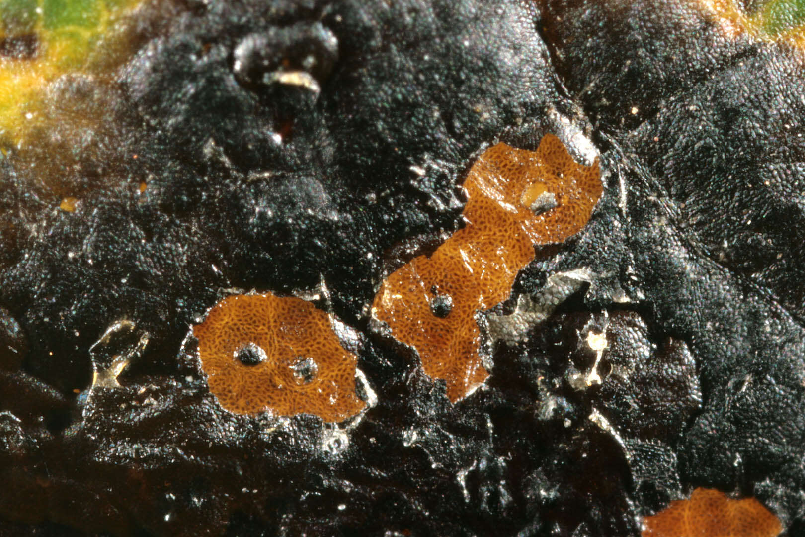 Image of European tar spot