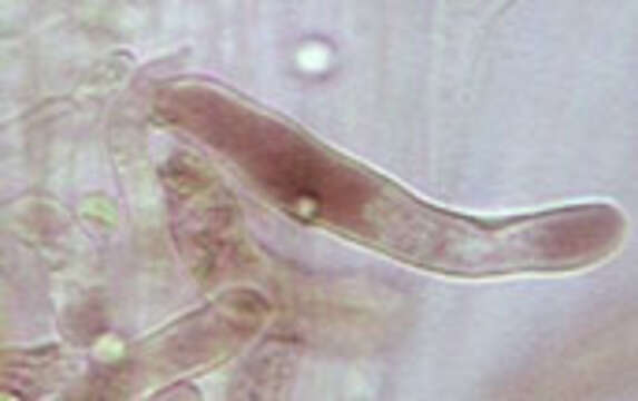 Image of Hydropus floccipes (Fr.) Singer 1962