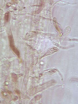 Image of Hydropus floccipes (Fr.) Singer 1962