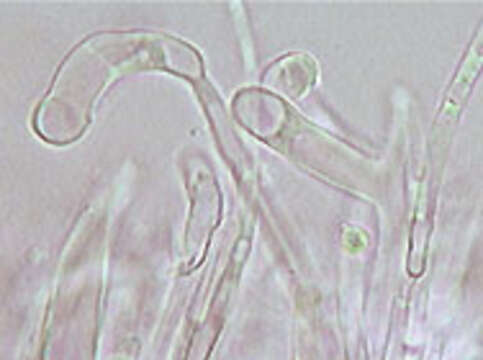 Image of Hydropus floccipes (Fr.) Singer 1962