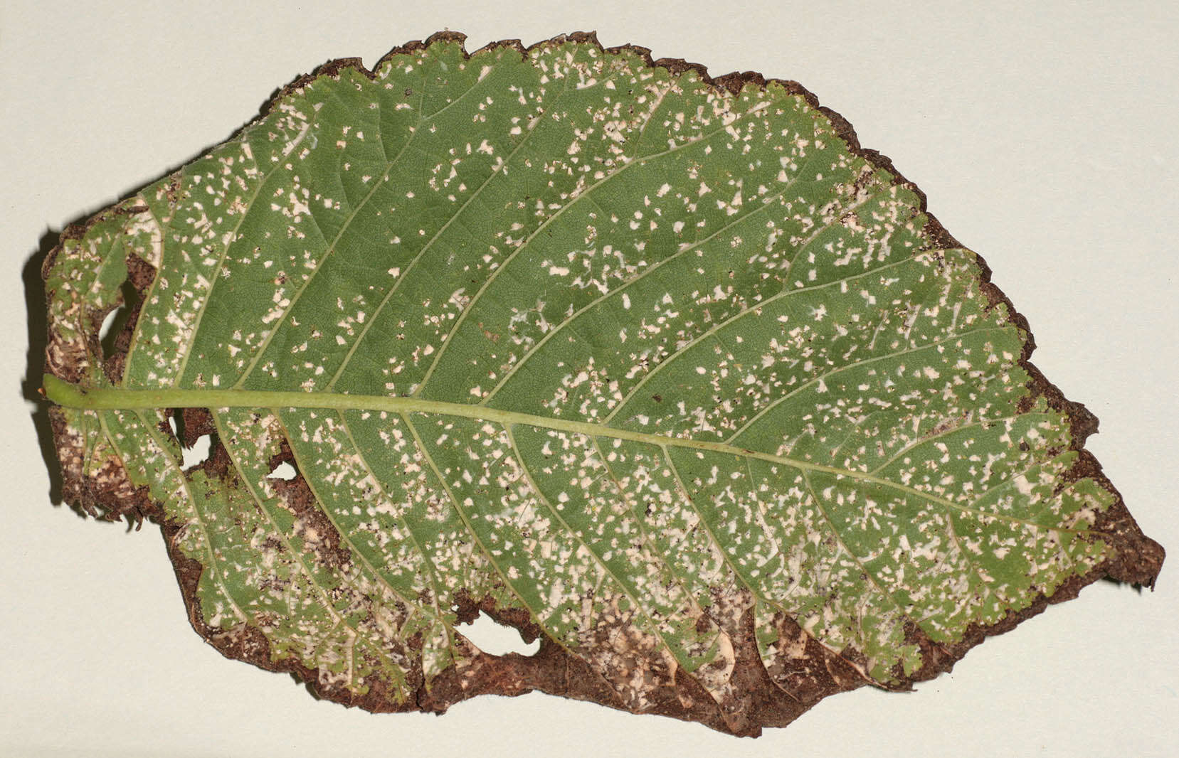 Image of Mycosphaerella ulmi Kleb. 1902