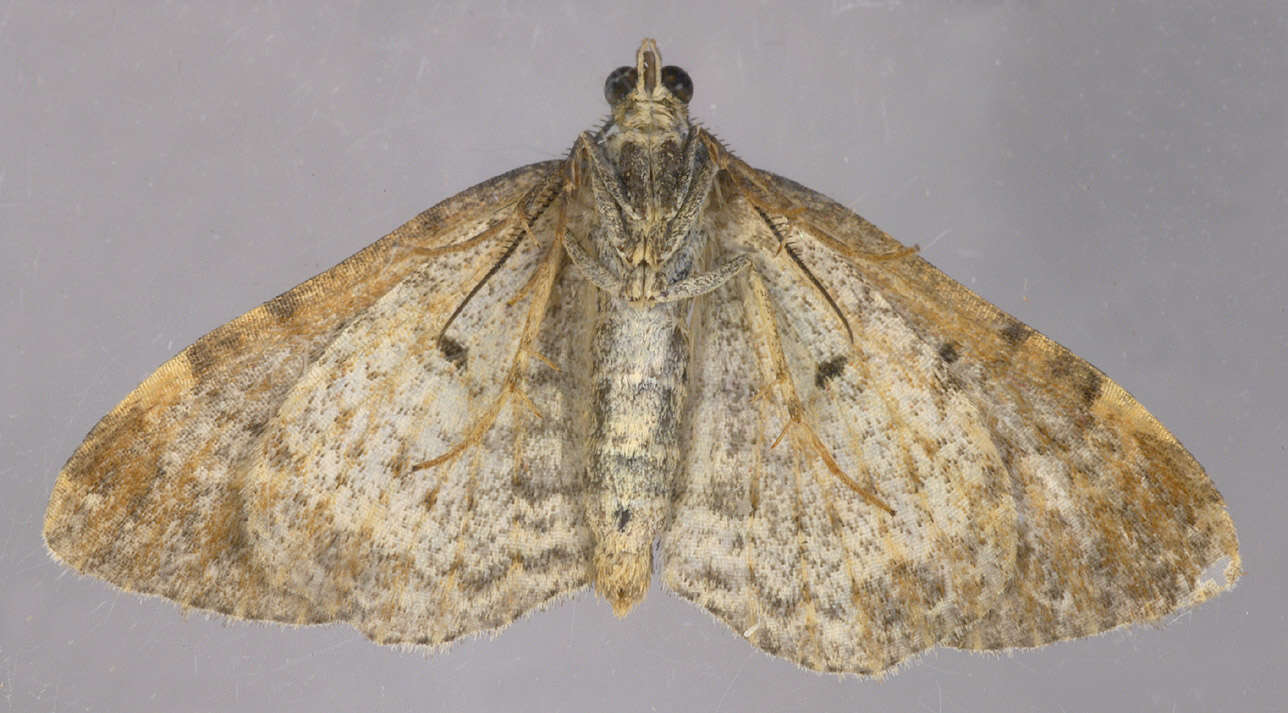 Image of Red Twin-spot Carpet