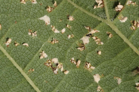 Image of Mycosphaerella ulmi Kleb. 1902