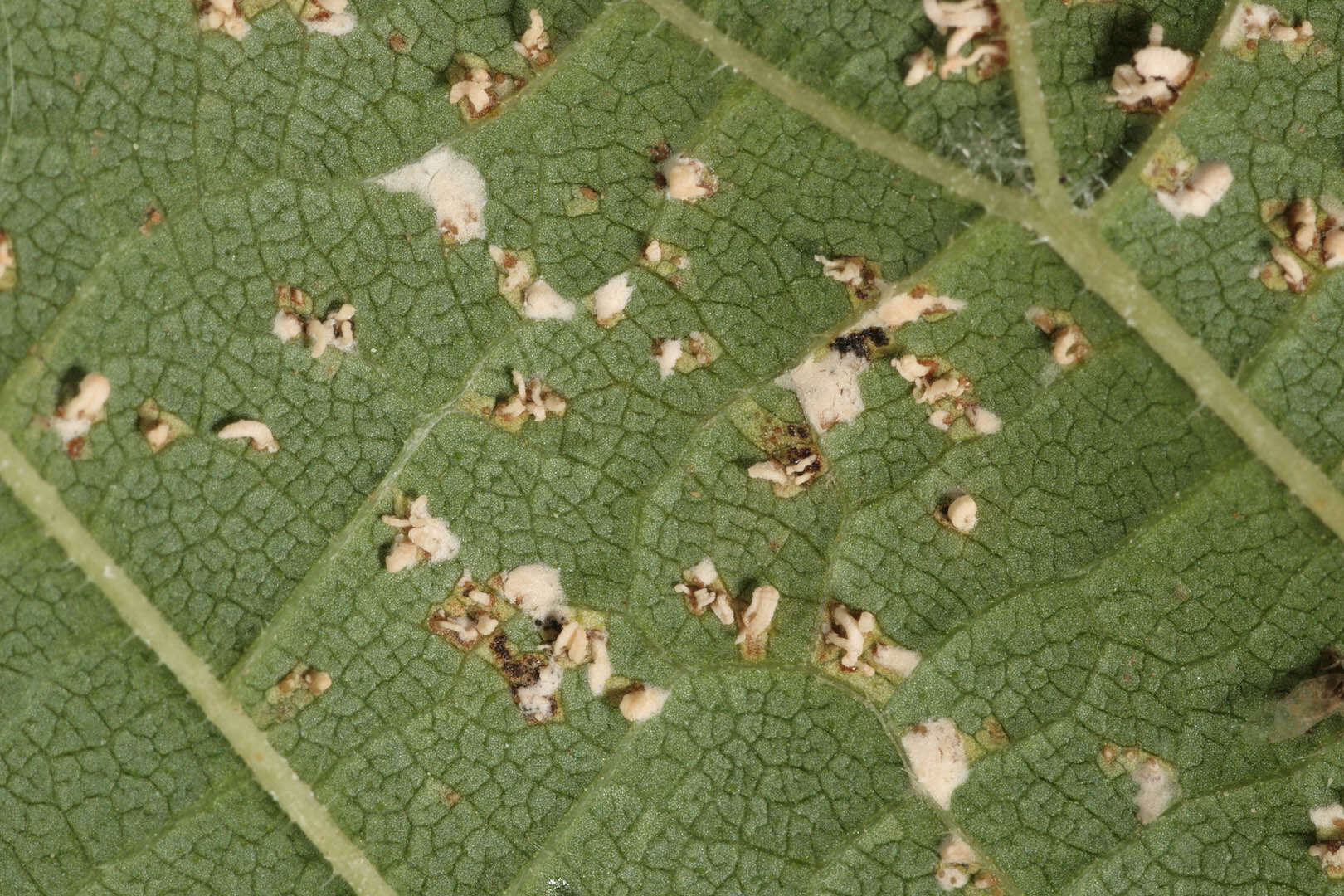 Image of Mycosphaerella ulmi Kleb. 1902