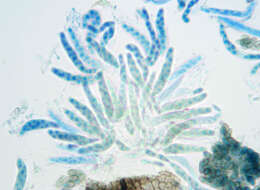 Image of Venturia maculiformis (Desm.) G. Winter 1885