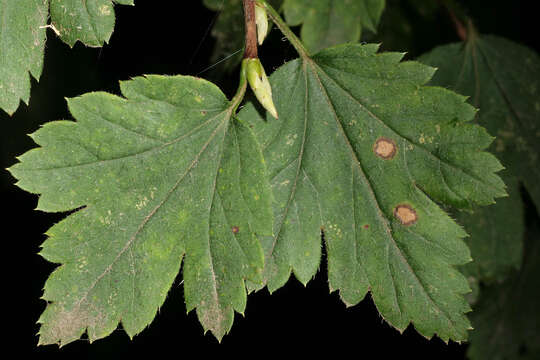 Image of Mountain Currant