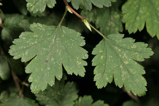 Image of Mountain Currant