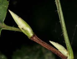 Image of Mountain Currant