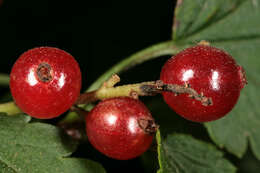 Image of Mountain Currant