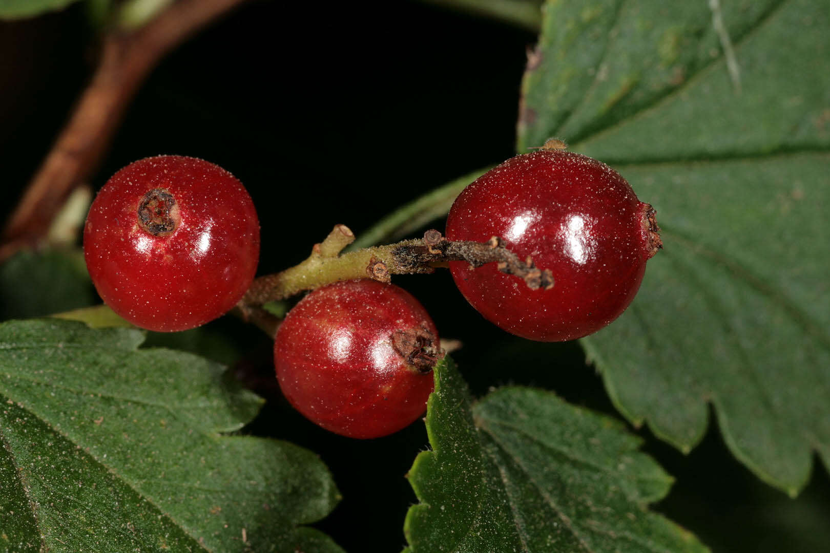 Image of Mountain Currant