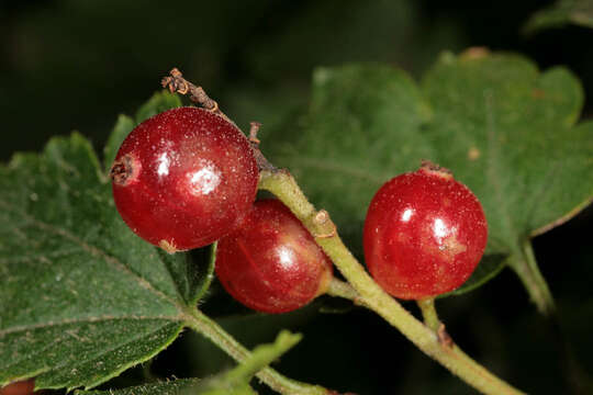 Image of Mountain Currant