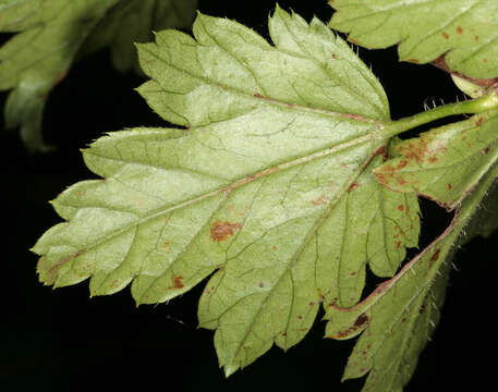 Image of Mountain Currant