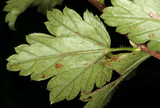 Image of Mountain Currant