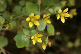 Plancia ëd Saxifraga cymbalaria L.