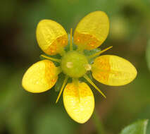 Plancia ëd Saxifraga cymbalaria L.