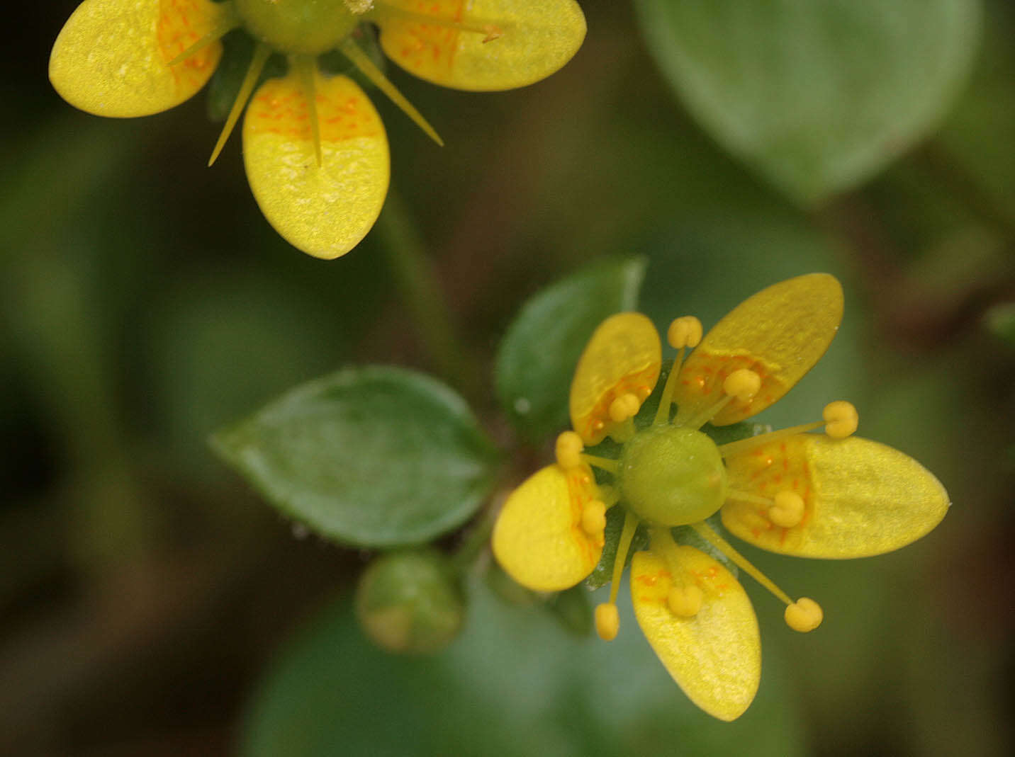 Plancia ëd Saxifraga cymbalaria L.