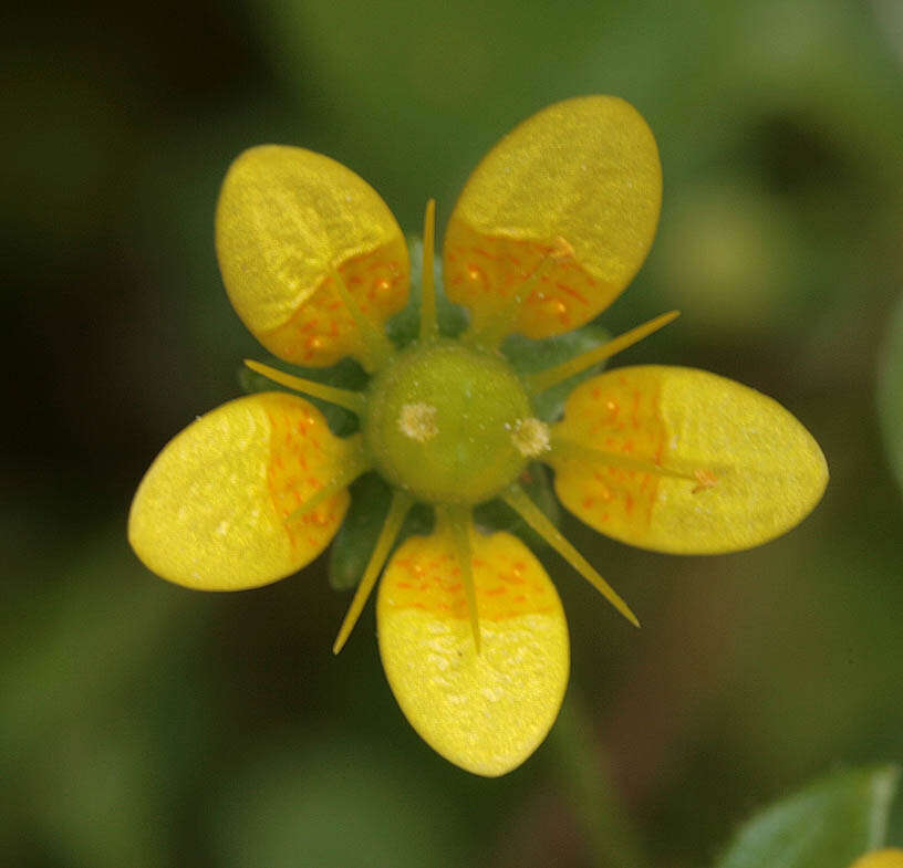 Plancia ëd Saxifraga cymbalaria L.