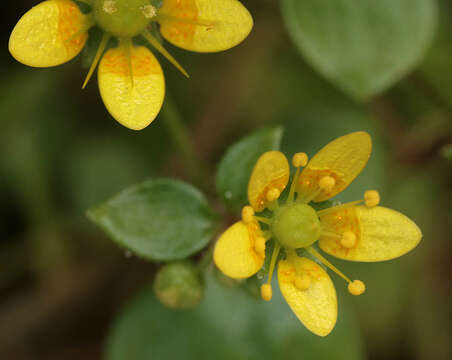 Plancia ëd Saxifraga cymbalaria L.