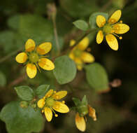 Plancia ëd Saxifraga cymbalaria L.