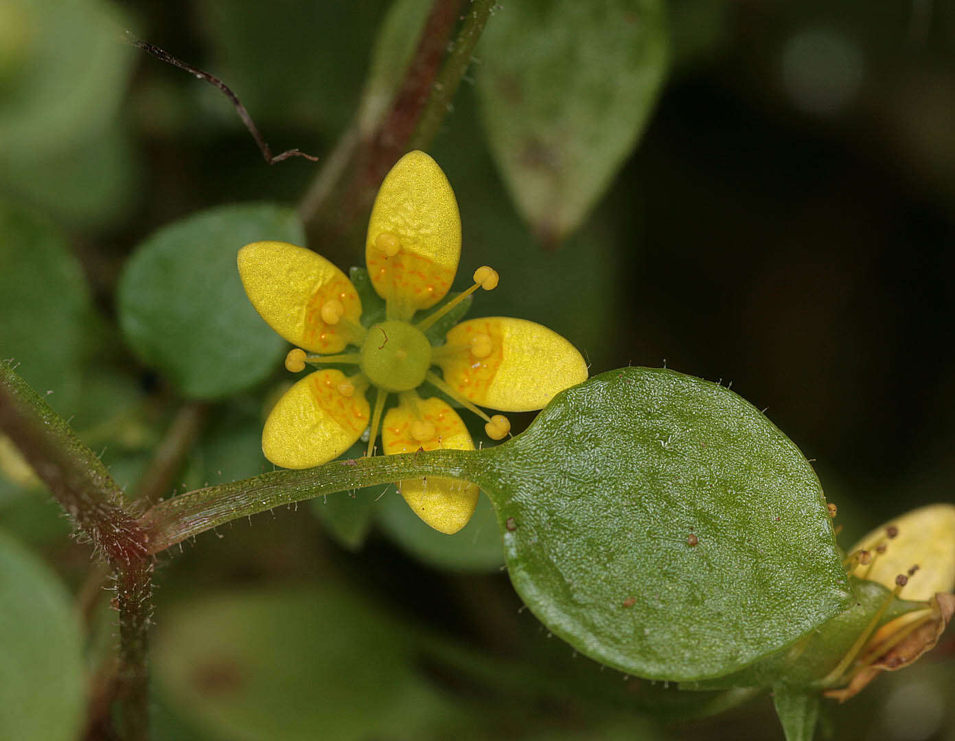 Plancia ëd Saxifraga cymbalaria L.