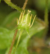 Plancia ëd Saxifraga cymbalaria L.