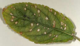 Imagem de Cercospora mercurialis Pass. 1877