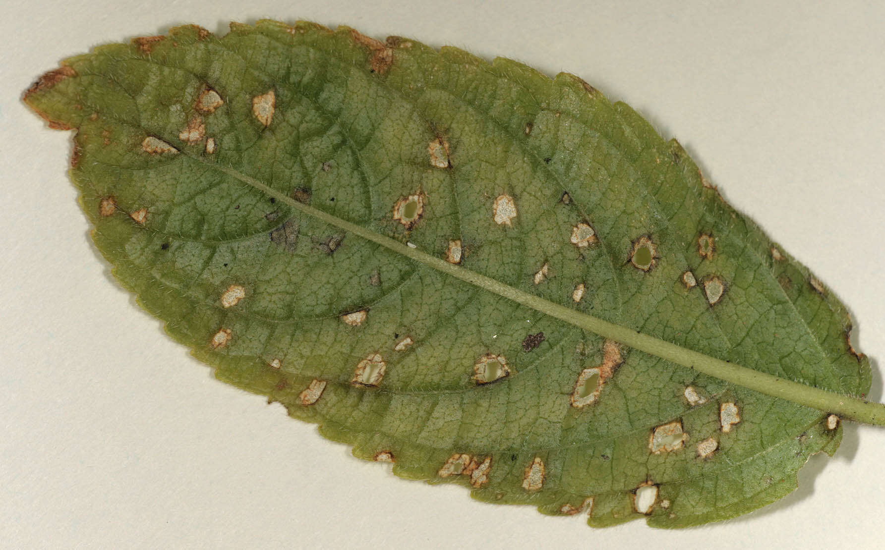 Imagem de Cercospora mercurialis Pass. 1877