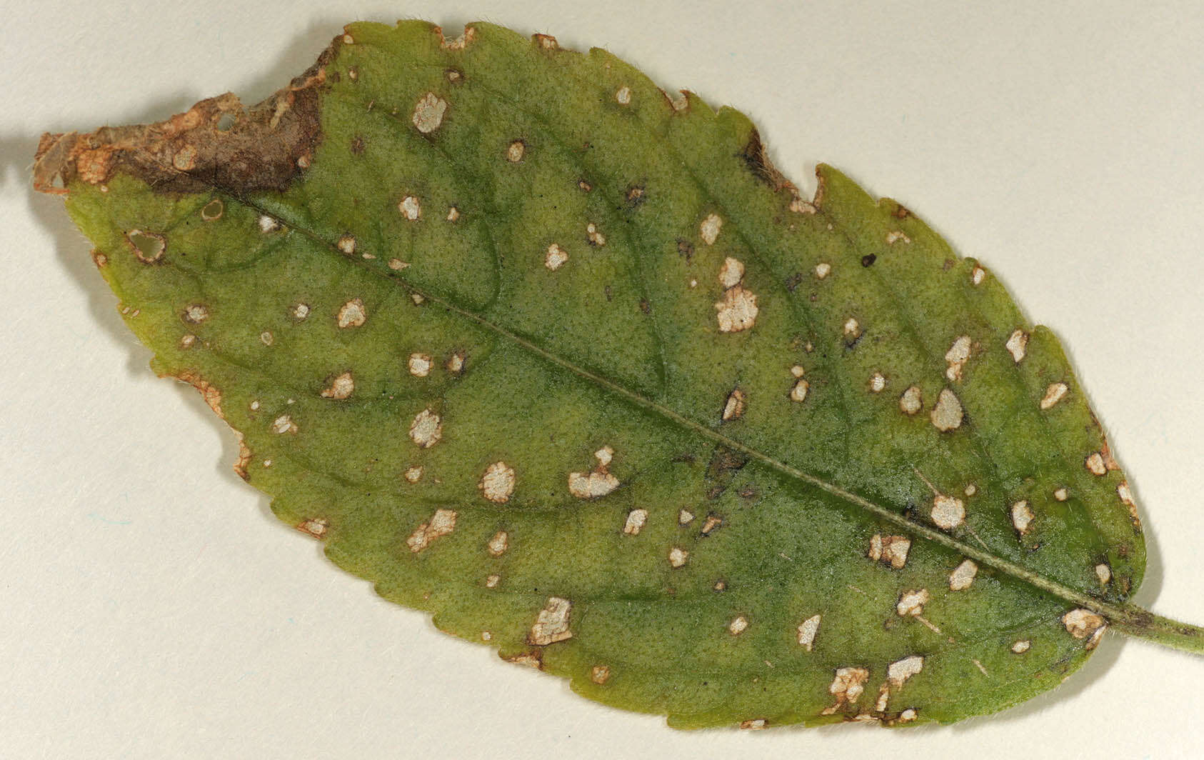 Imagem de Cercospora mercurialis Pass. 1877