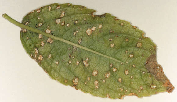 Image of Cercospora mercurialis Pass. 1877