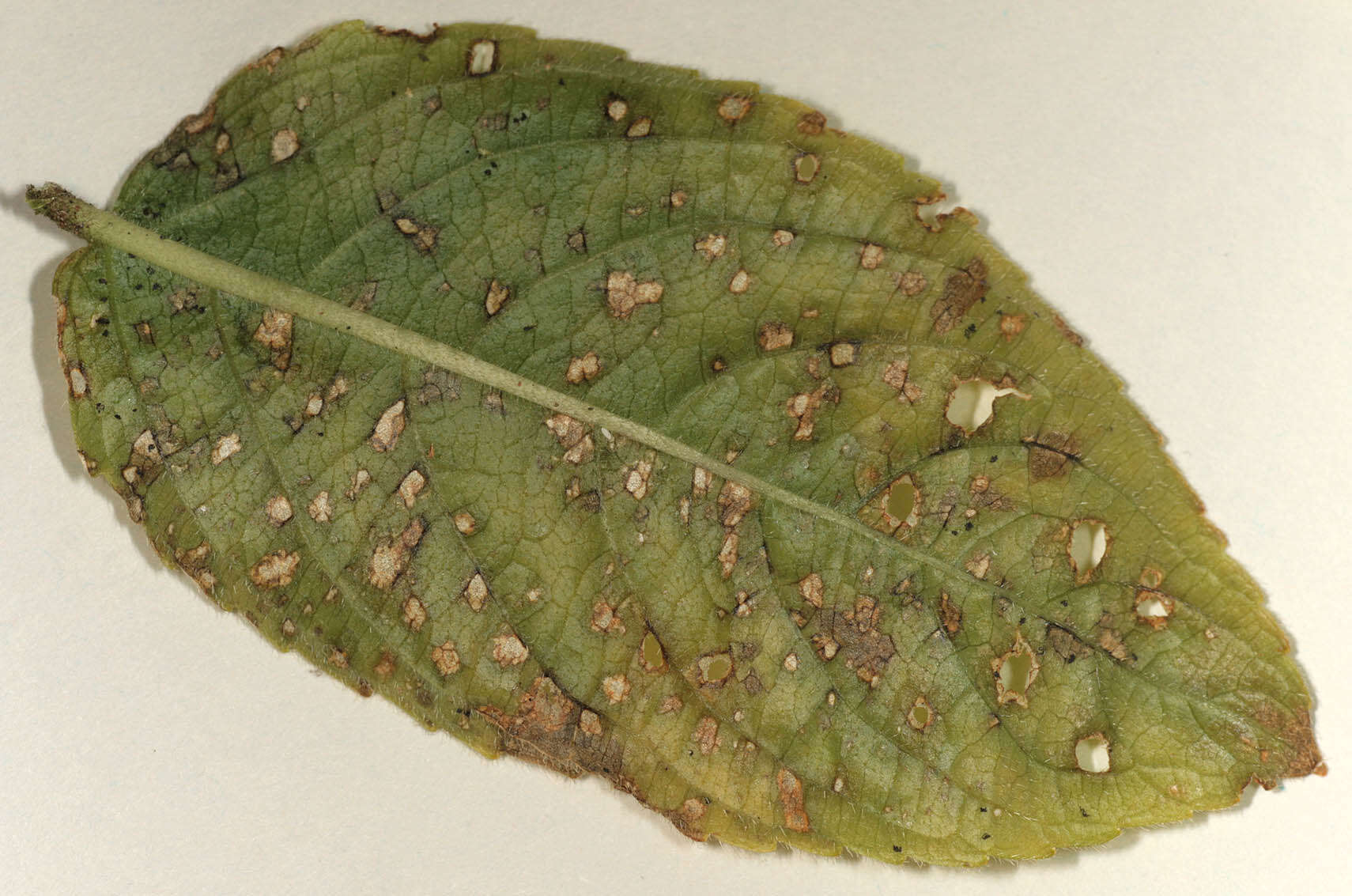 Imagem de Cercospora mercurialis Pass. 1877