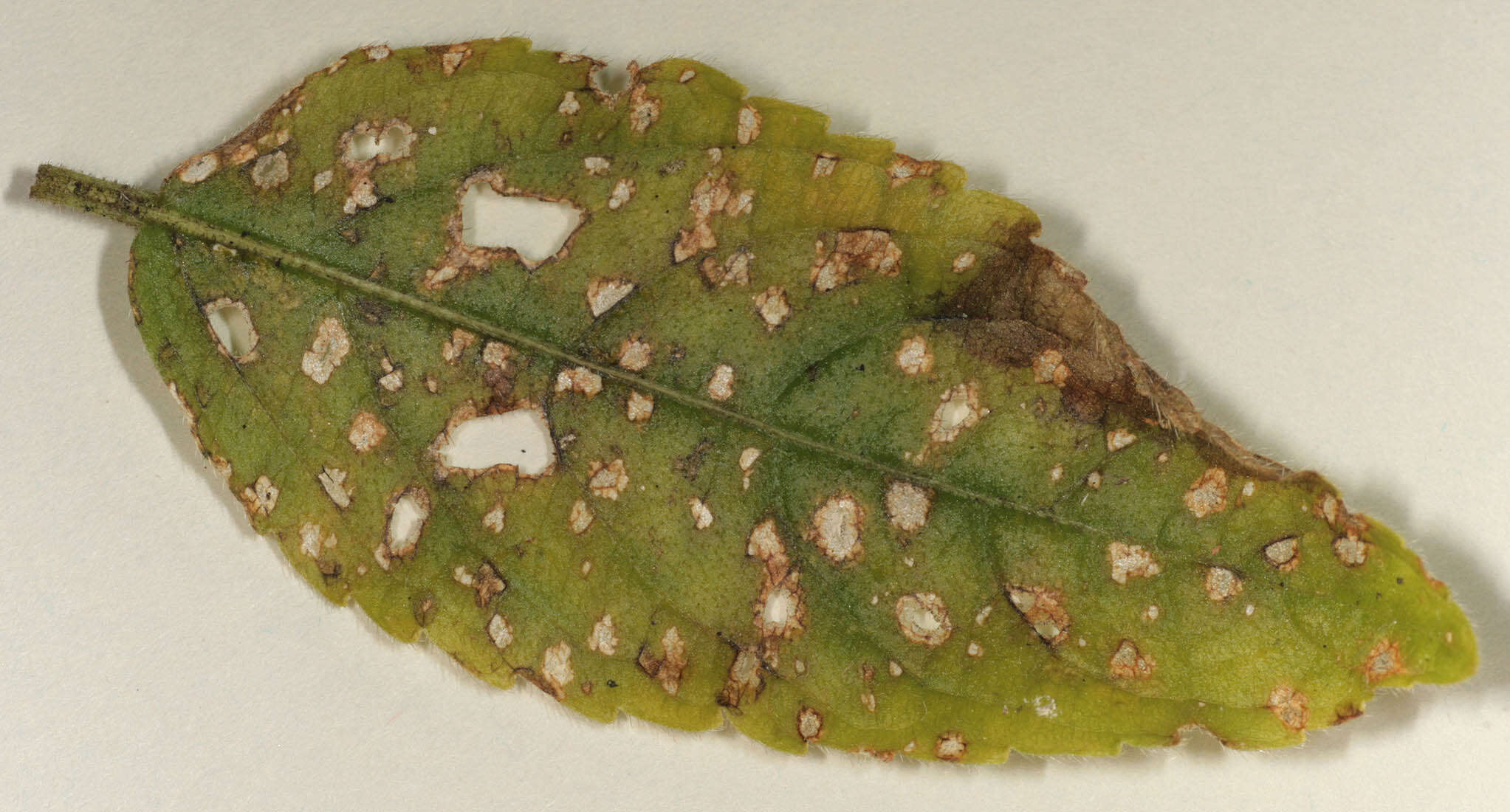 Imagem de Cercospora mercurialis Pass. 1877