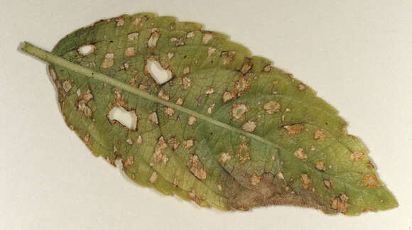 Image of Cercospora mercurialis Pass. 1877