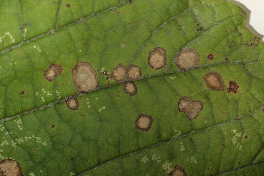 Image of Cristulariella