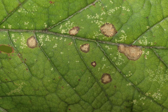 Image of Cristulariella